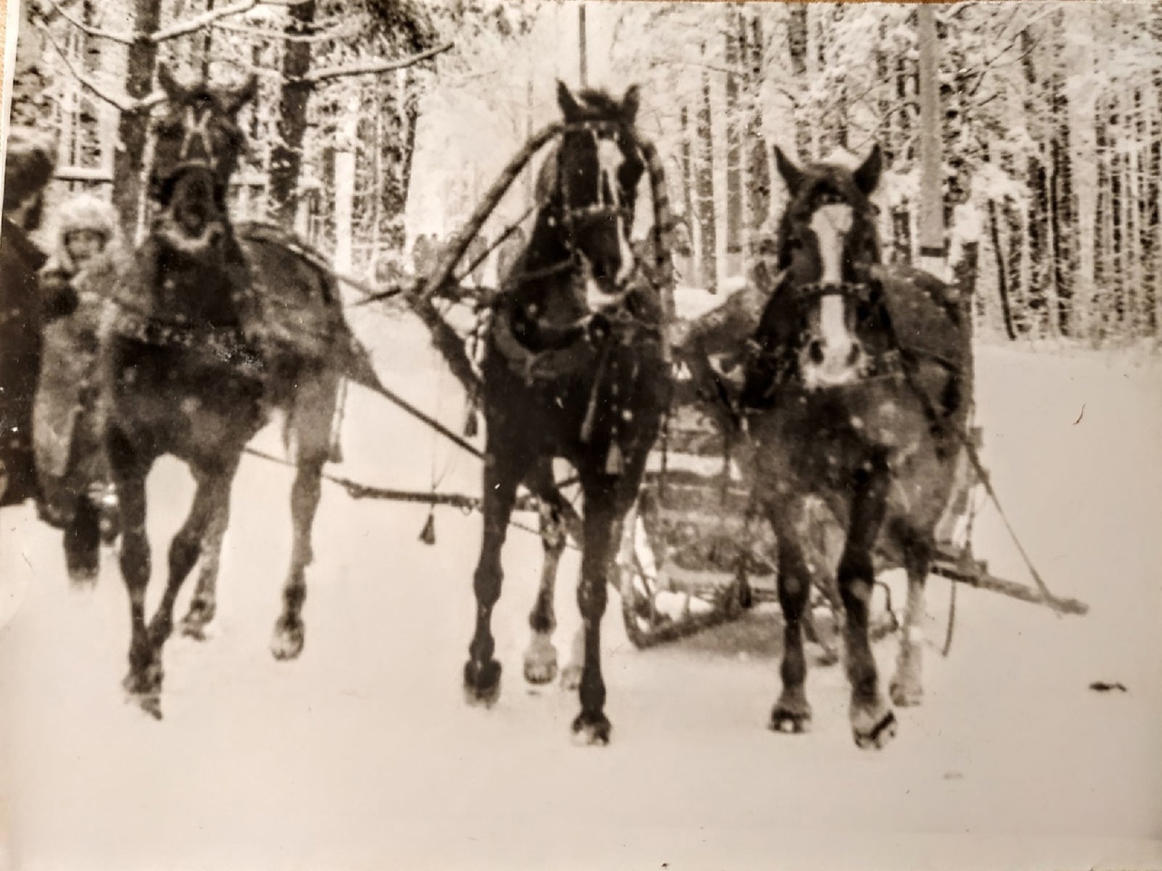Фотоистория КСК ФАКТ выездка и конкур
